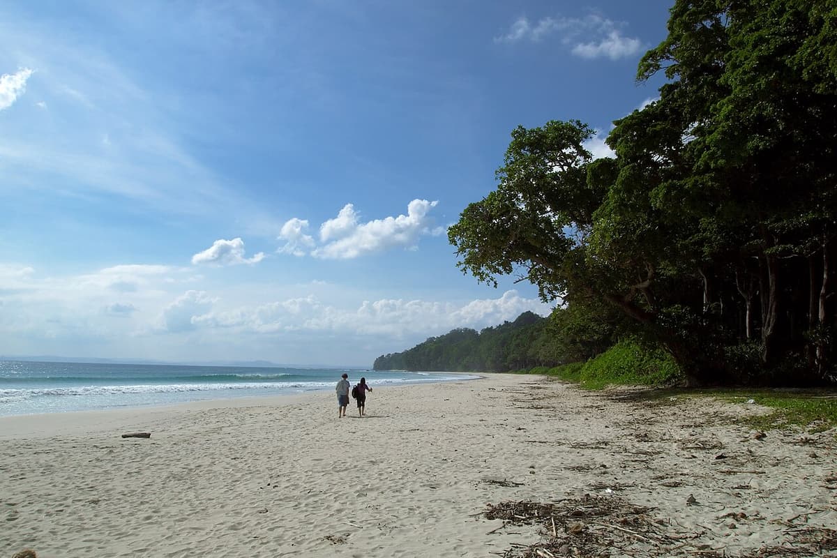 Tall rainforest trees behind the sand of Radhanagar Beach, Havelock Island