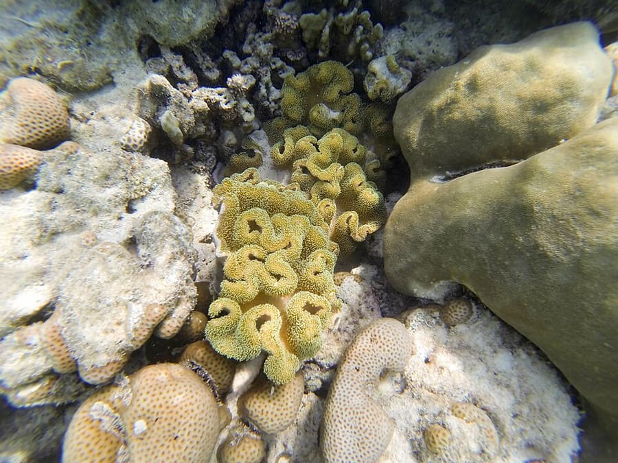 Hard and soft corals in the shallows of the Surin Islands